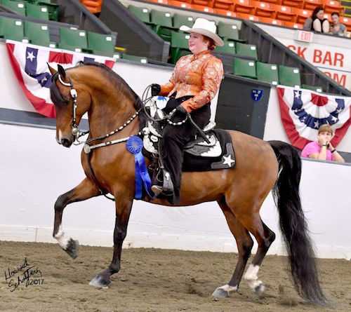 Morgan horse competing at a horse show in Western Equitation.